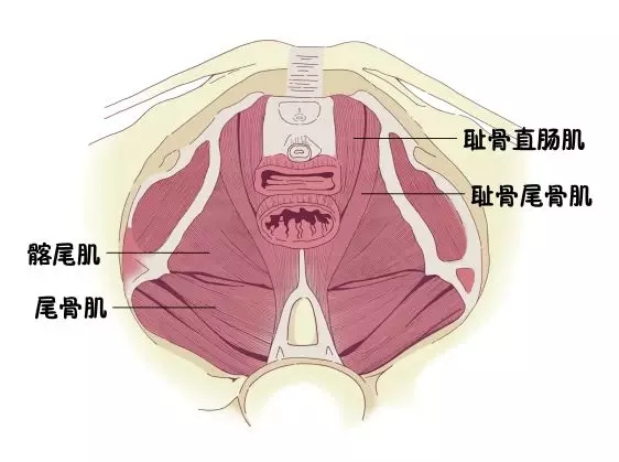 产后康复的宝妈们请注意！！骨盆修复≠盆底肌康复！(图2)
